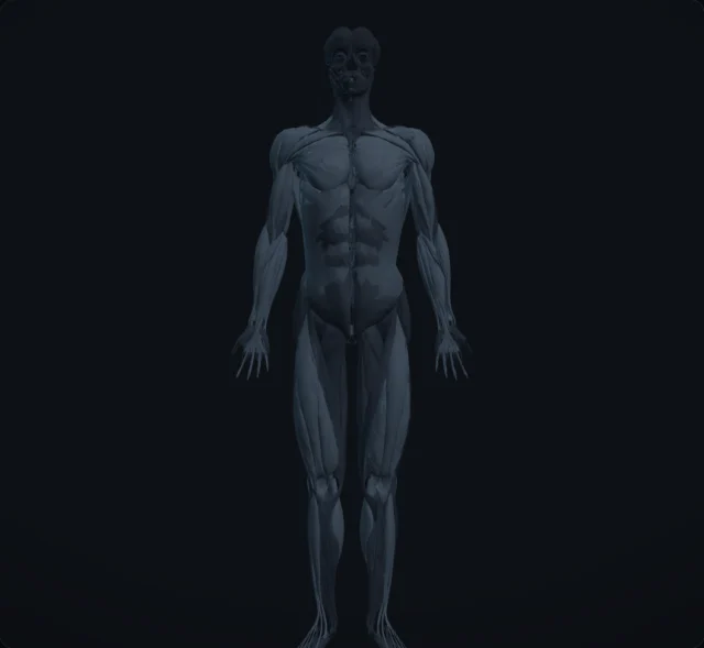 Muscle Groups