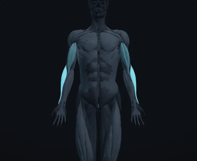 Brachioradialis (Musculus brachioradialis)