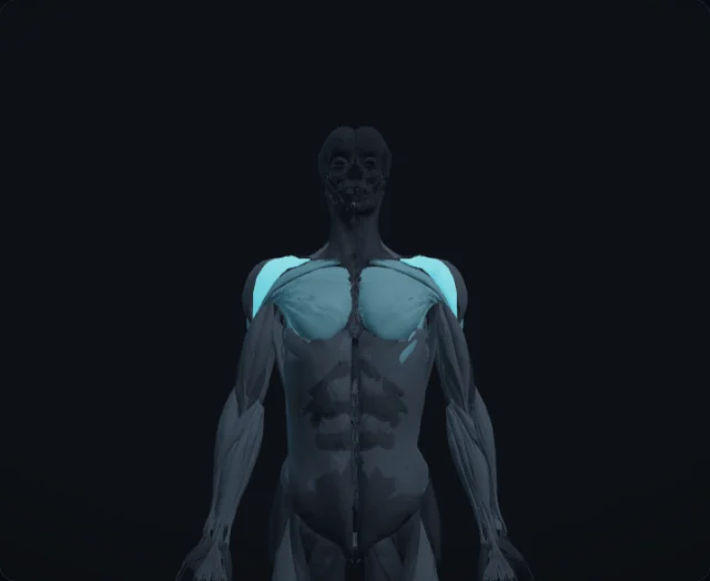 Anterior Deltoid (Deltoideus pars clavicularis)