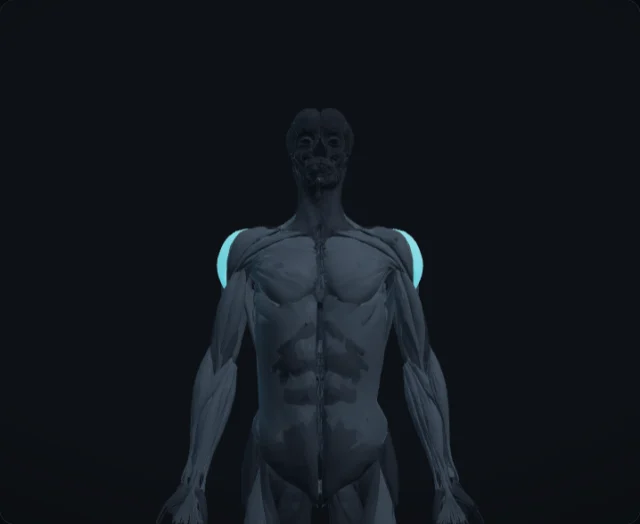Lateral Deltoid (Deltoideus pars acromialis)