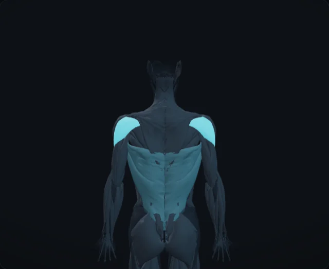 Posterior Deltoid (Deltoideus pars spinalis)