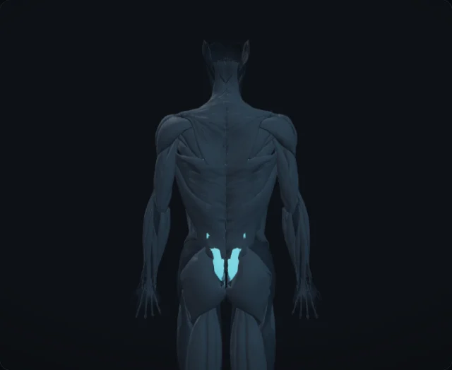 Erector Spinae (Musculus erector spinae)