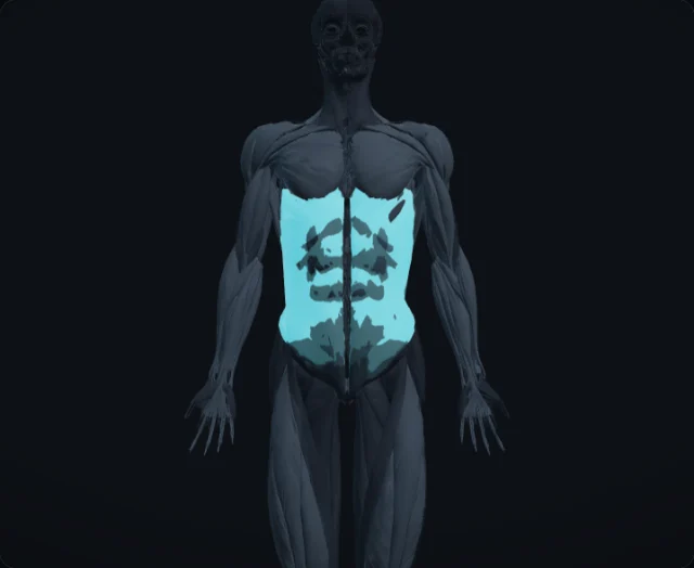 External Oblique (Musculus obliquus externus abdominis)