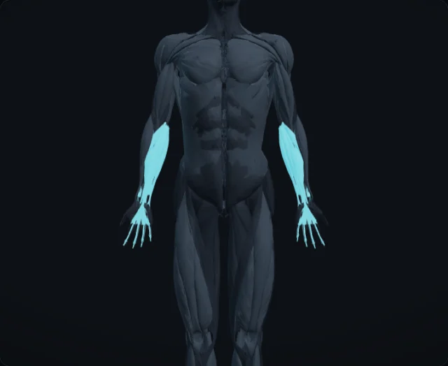 Wrist & Finger Flexors (Musculi flexores antebrachii)