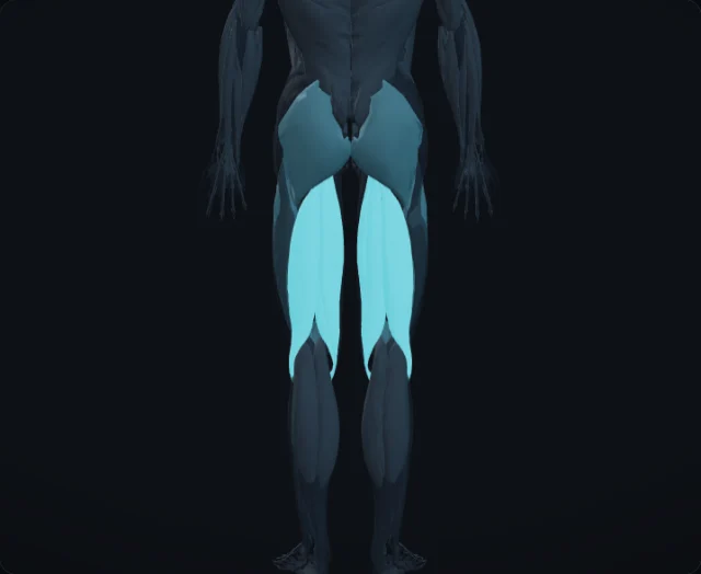 Hamstrings (Musculi ischiocrurales)