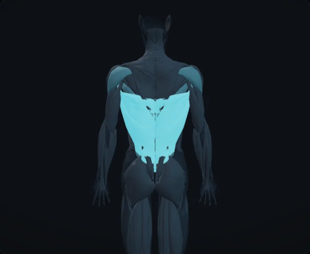 Latissimus Dorsi (Musculus latissimus dorsi)