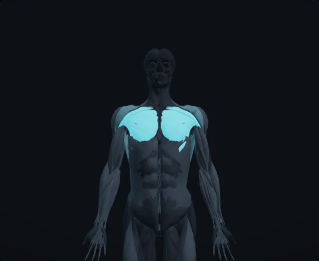Pectoralis Major (Musculus pectoralis major)