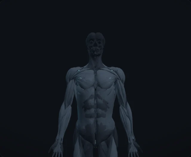 Pectoralis Minor (Musculus pectoralis minor)