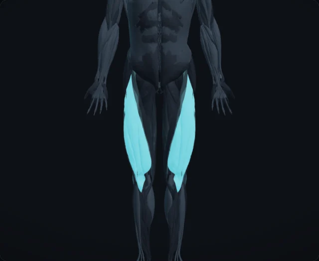 Quadriceps (Musculus quadriceps femoris)