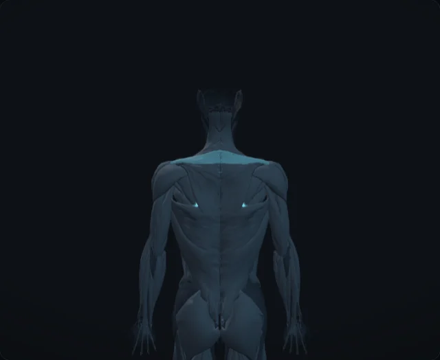 Rhomboids (Musculi rhomboidei (major et minor))