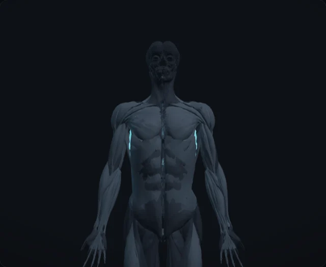 Serratus Anterior (Musculus serratus anterior)