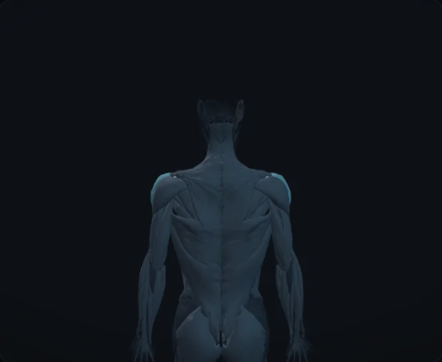 Supraspinatus (Musculus supraspinatus)
