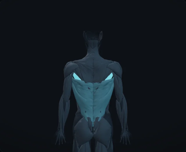 Teres Major (Musculus teres major)