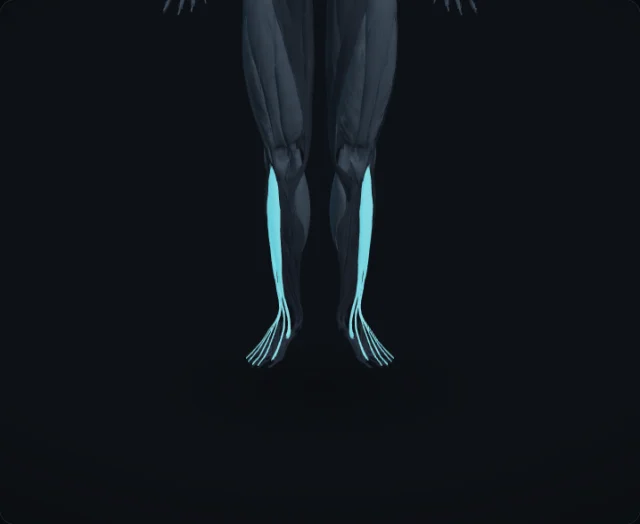 Tibialis Anterior (Musculus tibialis anterior)