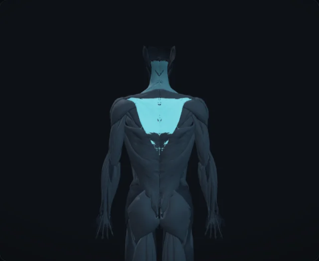 Lower Trapezius (Musculus trapezius (pars ascendens))
