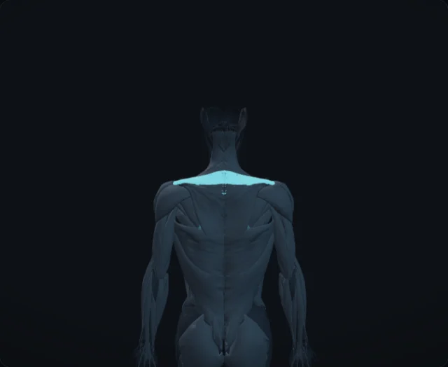 Middle Trapezius (Musculus trapezius (pars transversa))