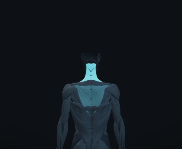 Upper Trapezius (Musculus trapezius (pars descendens))